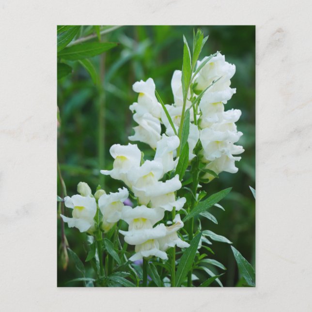 Vitt vykort för Snapdragon Flowers (Framsida)