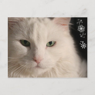 Vitt vykort med lång katt