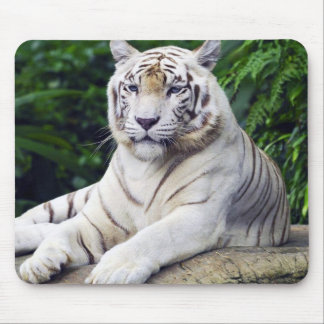 Vittiger 1 Mousepad Musmatta