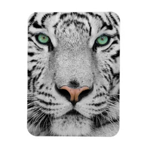 Vittiger Magnet