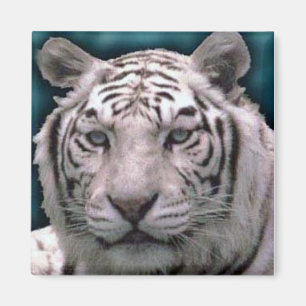 Vittiger, magnet