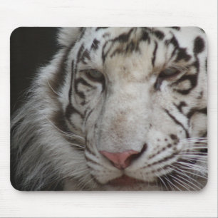 Vittiger Musmatta