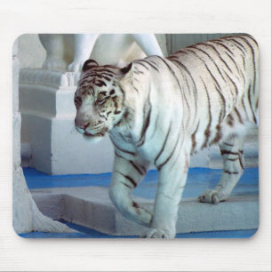 Vittiger Musmatta
