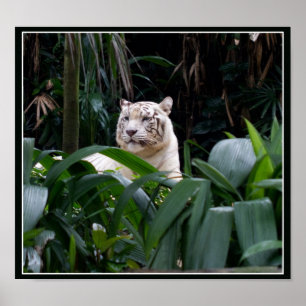 Vittigeraffisch Poster