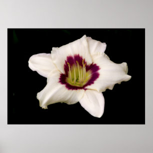 VittigerLily. Poster
