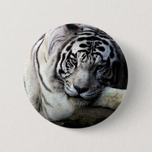 Vittigerstirrande Knapp