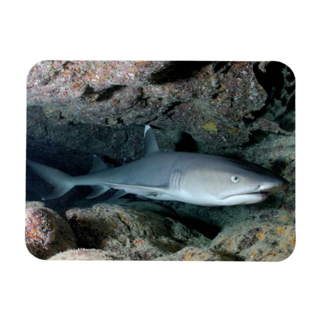 Vittip Reef Shark Swimming in Coral Magnet (Horisontell)