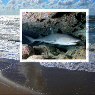 Vittip Reef Shark Swimming in Coral Vykort