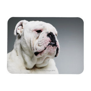 Vittjurhund Magnet