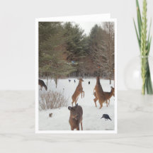 Vittnesmål till naturens skönhet