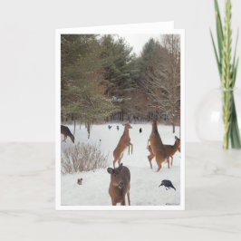 Vittnesmål till naturens skönhet kort