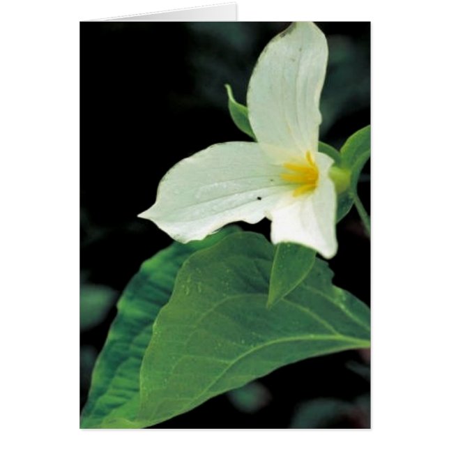 Vittrillium Hälsningskort (Framsidan)
