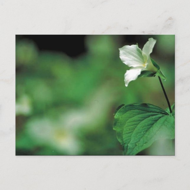 Vittrillium Vykort (Framsida)