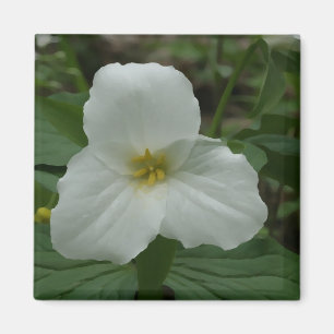 VitTrilliummagnet Magnet