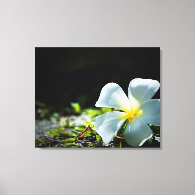 Vittropisk blomma (frangipani) nära canvastryck (Framsida)