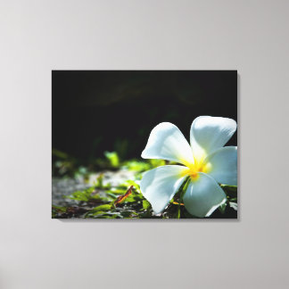 Vittropisk blomma (frangipani) nära canvastryck