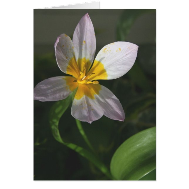 Vittulpankort Hälsningskort (Framsidan)