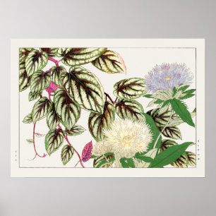 Vitus och Stokesia Flowers av Tanigami Konan, Poster