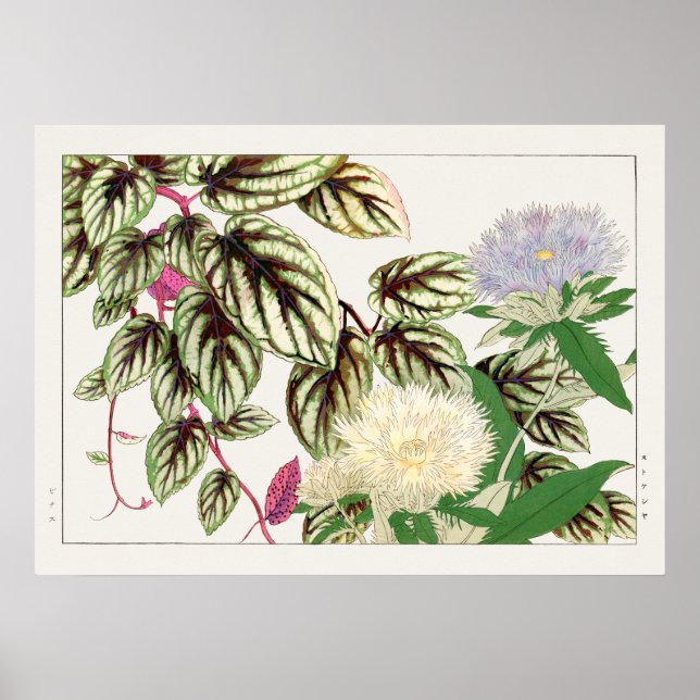 Vitus och Stokesia Flowers av Tanigami Konan, Poster (Framsidan)