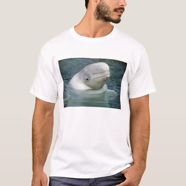 Vitval, Delphinapterus leucas) T Shirt (Framsida)