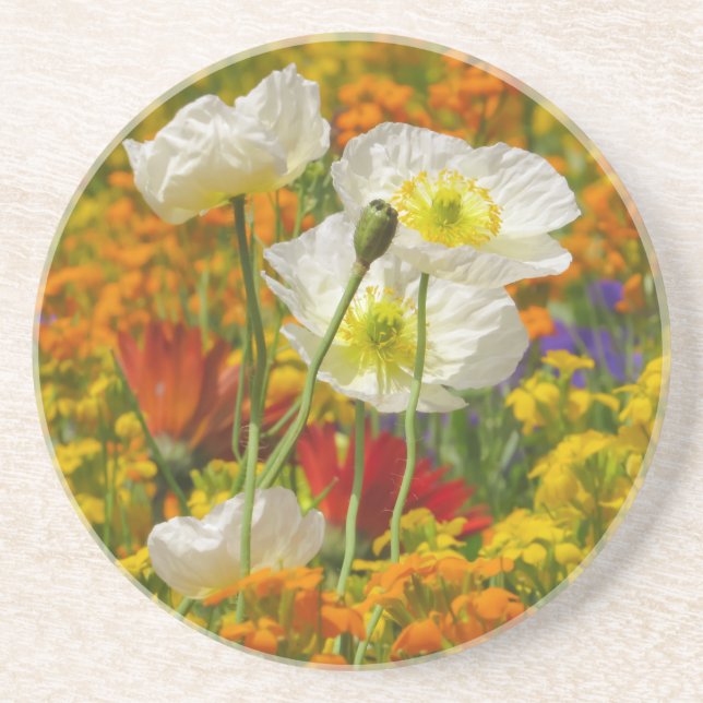 Vitvallmo som odlas runt färgade blommor underlägg (Framsidan)