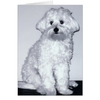 Vitvalpen poserar hälsningskort