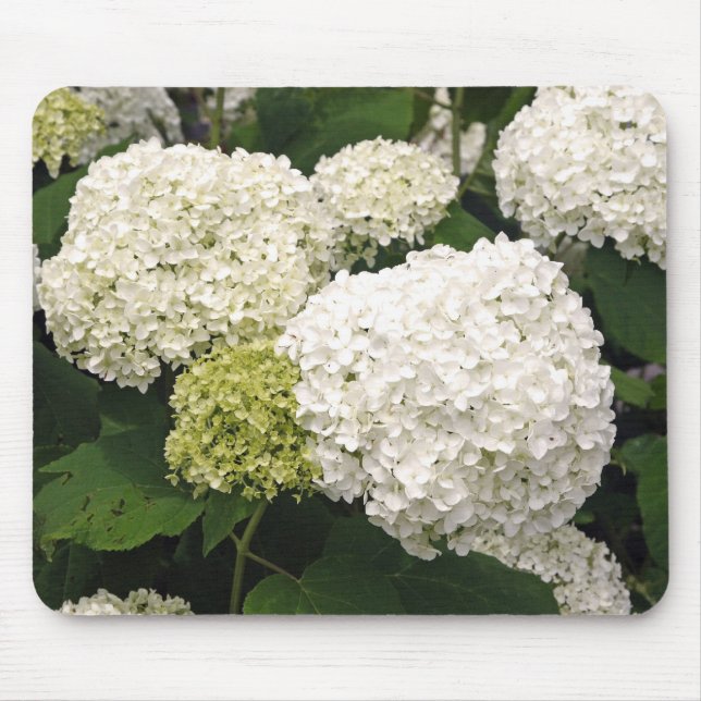 Vitvanlig hortensia musmatta (Framsidan)