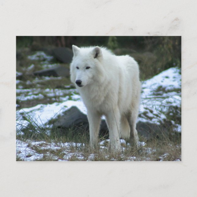 Vitvarg i vinter vykort (Framsida)