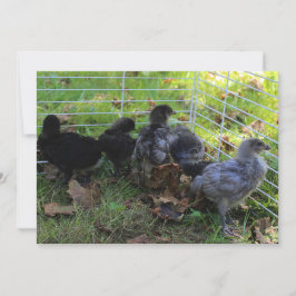 Vitvete upp - kyckling inbjudningar