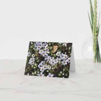 Vitvildblomma Notecard Kort