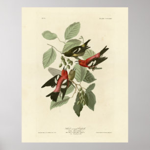 Vitvingad krossbill, Audubon's Birds of America Poster