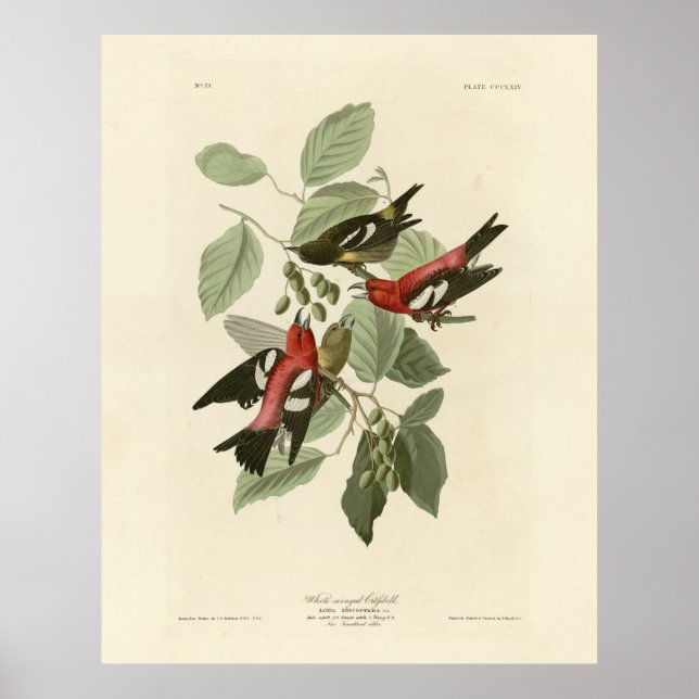 Vitvingad krossbill, Audubon's Birds of America Poster (Framsidan)