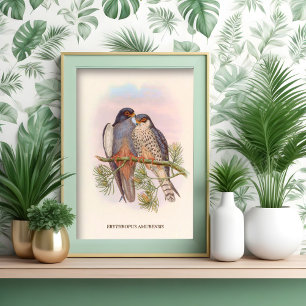 Vitvingad rödfärgad Kestrel Poster