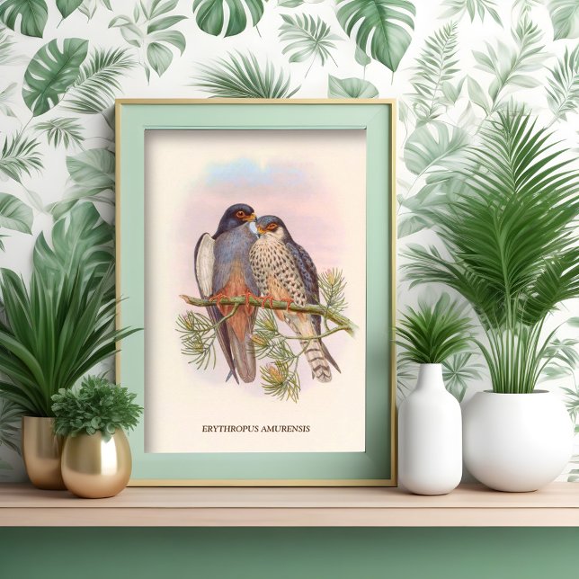 Vitvingad rödfärgad Kestrel Poster (Skapare uppladdad)