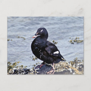 Vitvingad Scoter, Adak Island Vykort