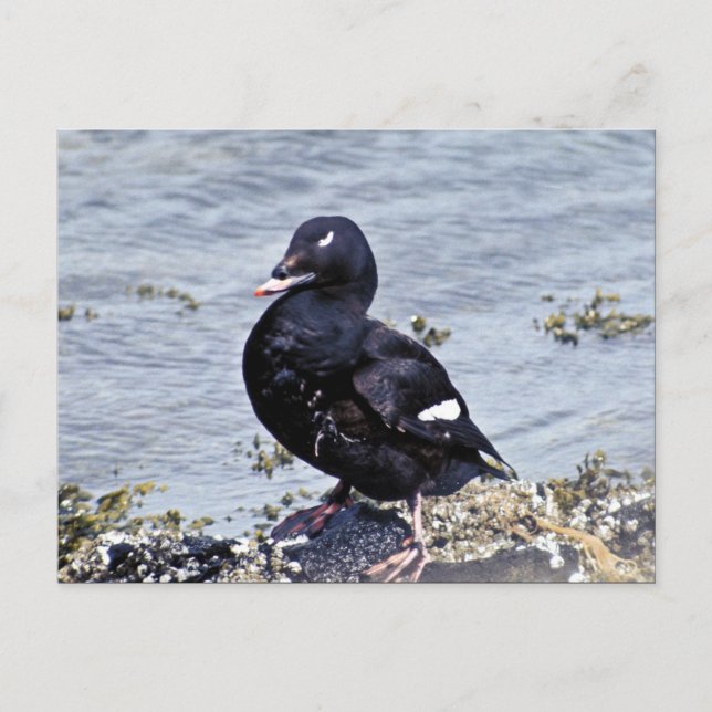 Vitvingad Scoter, Adak Island Vykort (Framsida)