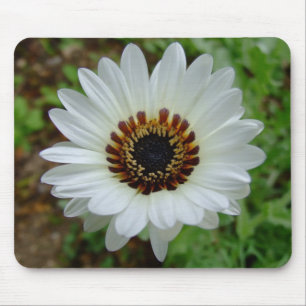 VitZuluprince daisy Musmatta