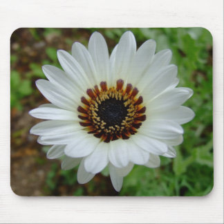 VitZuluprince daisy Musmatta