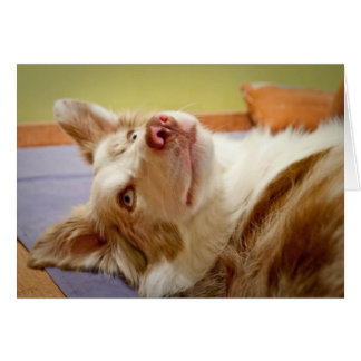 Viva gränscollien som kopplar av på sängen hälsningskort