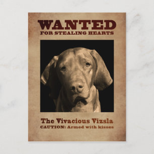 Vivacious Vizsla Vykort
