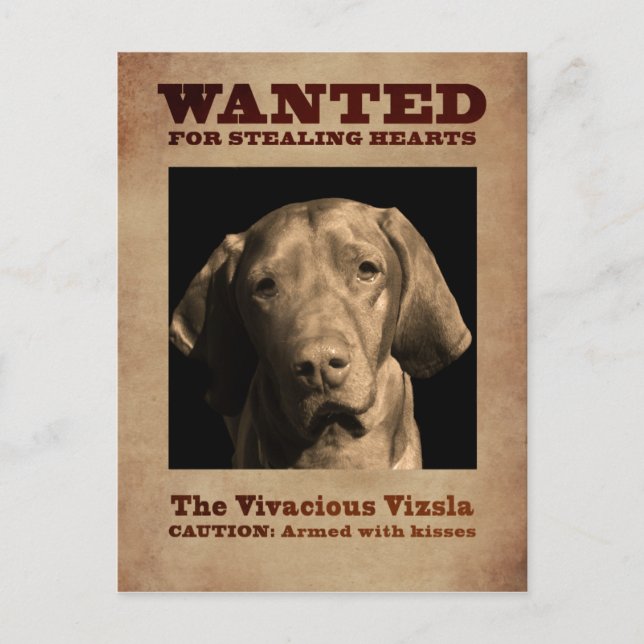 Vivacious Vizsla Vykort (Framsida)