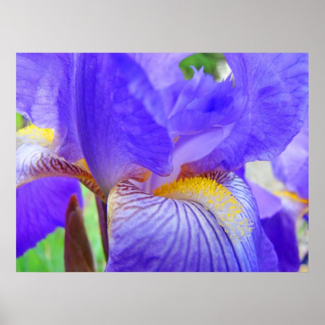 Vivid Blått Lila Iris Flower Botanical art Poster (Framsidan)