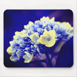 Vivid Blue Hydrangea Flower Musmatta