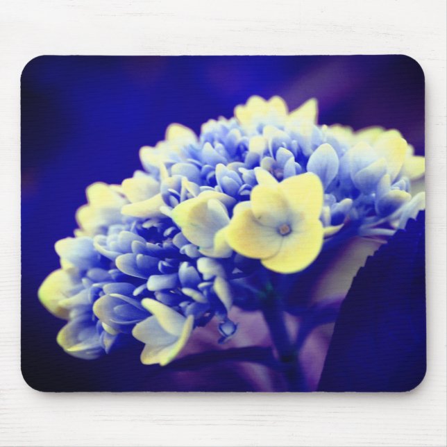 Vivid Blue Hydrangea Flower Musmatta (Framsidan)