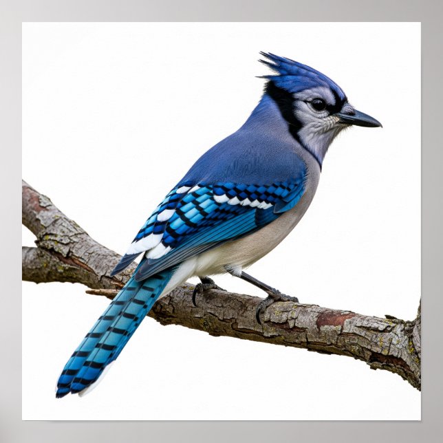 Vivid Blue Jay Poster (Framsidan)
