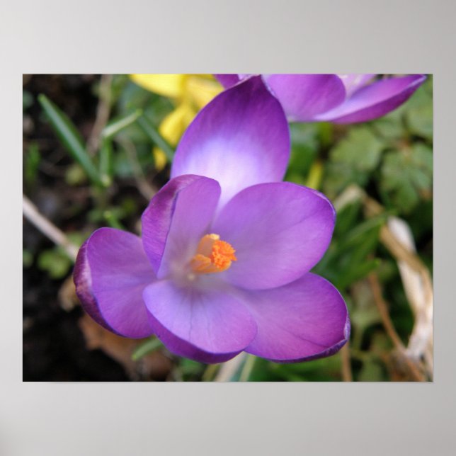 Vivid Crocus-utskrift Poster (Framsidan)