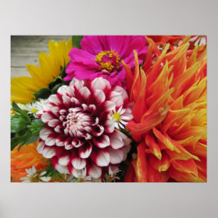 Vivid Dahlias och Zinnias Poster Art Print