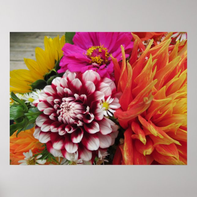 Vivid Dahlias och Zinnias Poster Art Print (Framsidan)