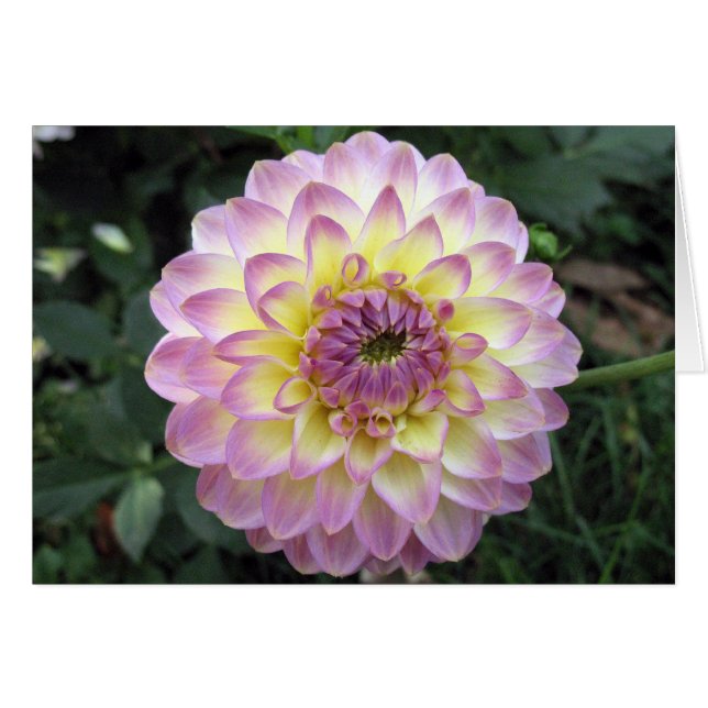 Vivid Lavender Creme Dahlia Hälsningskort (Framsidan Horizontal)