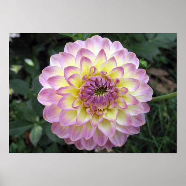 Vivid Lavender Creme Dahlia Poster (Framsidan)